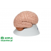 model ludzkiego mózgu, 8 części 3b smart anatomy kat. 1000225 c17 3b scientific modele anatomiczne 5